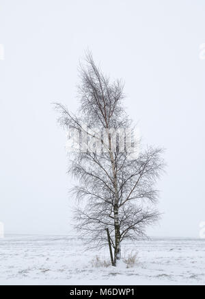 Suis libre d'un seul arbre bouleau d'argent dans un champ de neige tourné dans le Leicestershire, Angleterre, Royaume-Uni. Banque D'Images