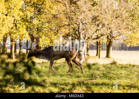 Gros plan sur une Red Deer le pâturage dans le Phoenix Park, Dublin, Irlande. Caractérisée par ses taches blanches Banque D'Images