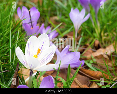 Balai de crocus de printemps à Wimbledon Common, printemps anglais Banque D'Images