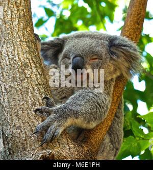 Le Koala à dormir dans l'arbre Banque D'Images