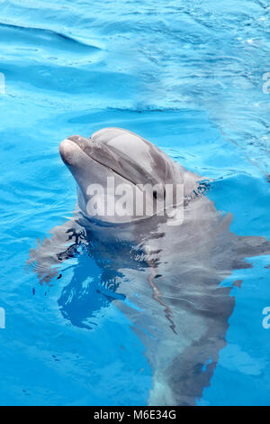 À la recherche des dauphins hors de l'eau et natation dans la belle mer bleue, Puerto Vallarta, Mexique. Banque D'Images