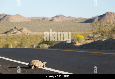 La tortue du désert (Gopherus agassizii) ; passage de route. Banque D'Images