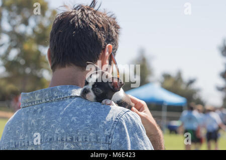 Petit Boston terrier chiot mignon content niché sur l'épaule, propriétaire de sexe masculin se sent aimé safeand Banque D'Images