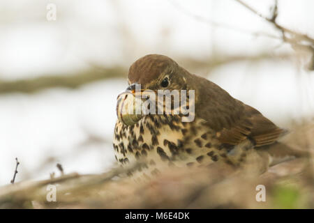 Une Grive musicienne (Turdus philomelos) avec un escargot dans son bec. Il a été frappant durement contre une pierre pour qu'il puisse casser ouverte et le manger. Banque D'Images