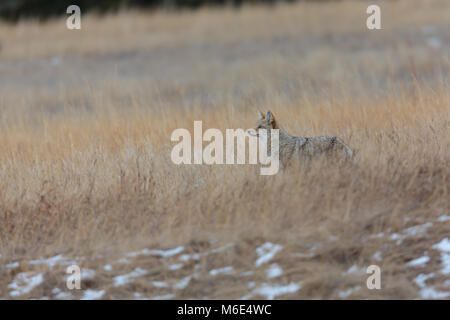 Une famille Coyote sauvage la chasse dans la longue herbe après le coucher du soleil Banque D'Images