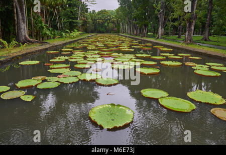 Les étangs de lys au Jardin botanique à l'île Maurice visible sur l'image, avec le nénuphar sereinement flottant sur l'eau. Banque D'Images