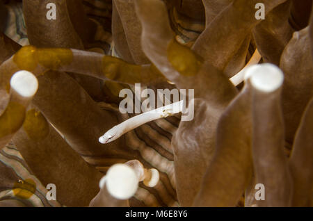 Les champignons et les syngnathes, Siokunhicthys nigrolineatus, Syngnathidae, Anilao, Filippine, Asie Banque D'Images