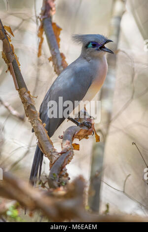 - Crested Coua Coua cristata, unique belle oiseau endémique de Madagascar forêt sèche - Kirindy. Banque D'Images