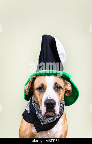 Portrait de chien à St Patrick's day hat Banque D'Images