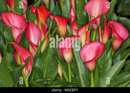 Plusieurs Calla Lillies rouge Zantedeschia Red Charm Banque D'Images