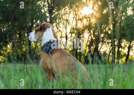 En chien bandana est assis dans l'herbe haute Banque D'Images