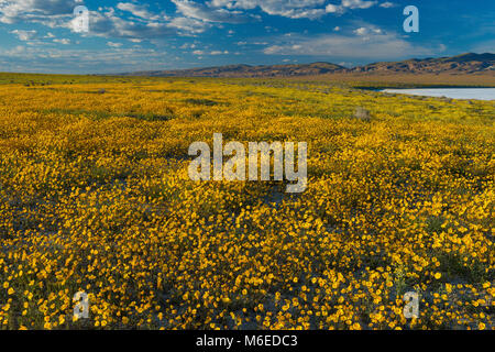 Coreopsis Coreopsis, californica, Trembror Carizzo, Monument National ordinaire, San Luis Obispo County, Californie Banque D'Images