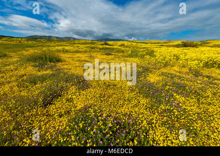 Goldfields Lasthenia californica, bébé, yeux bleus, Nemophila menziesii, Monolopia Monolopia, lanceolata, Carizzo Plain National Monument, Obi San Luis Banque D'Images