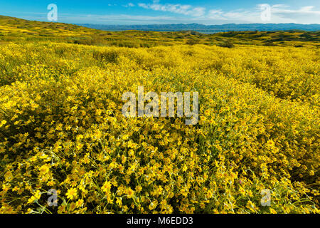 Fiddlenecks Monolopia Tremblor, gamme, Carizzo, Plaine de Monument National, San Luis Obispo County, Californie Banque D'Images