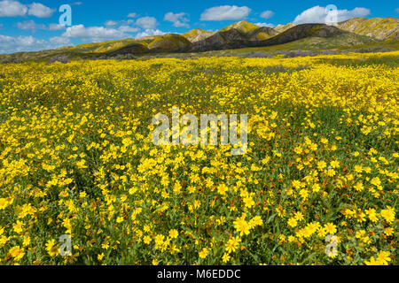 Fiddlenecks Monolopia Tremblor, gamme, Carizzo, Plaine de Monument National, San Luis Obispo County, Californie Banque D'Images