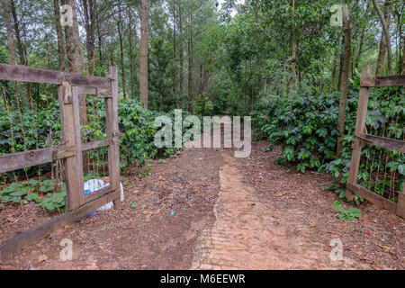 Entrée de plantation de café, Pyin Oo Lwin, Myanmar Banque D'Images