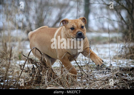 Brown trois mois Ca de Bou (Dogue majorquin) chiot femelle chien jouant à l'extérieur Banque D'Images