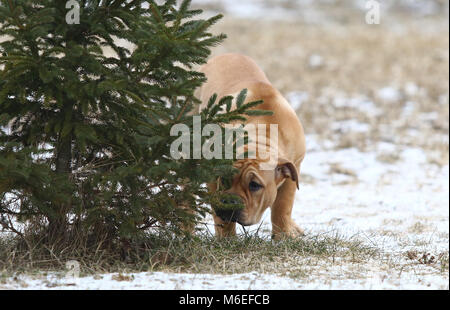 Brown trois mois Ca de Bou (Dogue majorquin) chiot femelle chien jouant à l'extérieur Banque D'Images