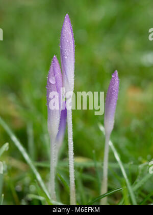 Un groupe de crocus fleurs bourgeons bourgeons close up macro avec gouttes de pluie et fond vert Banque D'Images