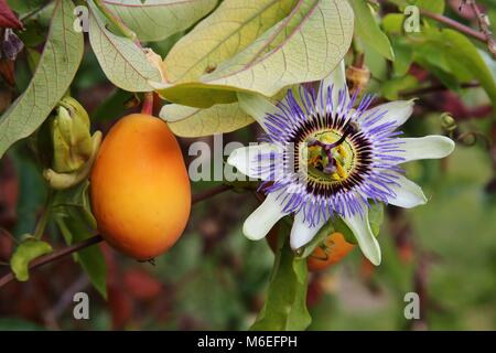 Fruit de la passion et de l'horticulture sur la vigne dans un jardin anglais Banque D'Images