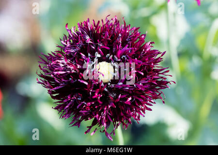 'Black Dragon', du pavot à opium (Papaver somniferum) Pionvallmo Banque D'Images