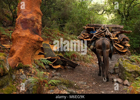 MULE TRANSPORTANT LE LIÈGE EN ESPAGNE Banque D'Images