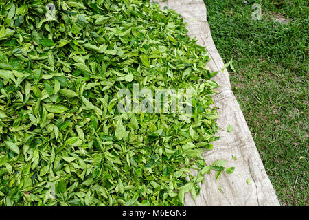 Détail, Close up de feuilles de thé sur une plantation de thé dans les Cameron Highlands, Malaisie, Asie Banque D'Images