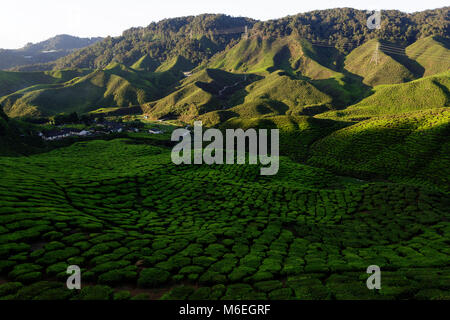 Plantation de thé dans les Highlands de Cameron, en Malaisie Banque D'Images