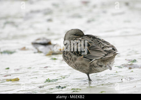 Teal Anas flavirostris mouchetée reposant sur beach Iles Falkland Banque D'Images