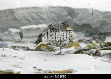 Teal Anas flavirostris mouchetée reposant sur beach Iles Falkland Banque D'Images