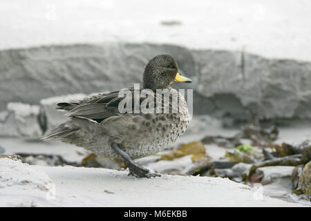 Teal Anas flavirostris mouchetée sur la plage de sable des îles Falkland Banque D'Images