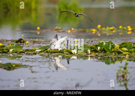 Guifette moustac Chlidonias hybridus arrivant sur la terre au nid siite dans Tiszaalpar marais piscine près de Parc national de Kiskunsag Grande Plaine Méridionale Hung Banque D'Images