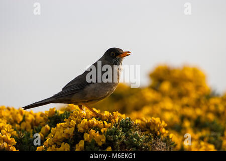 Thrush Turdus falcklandii Austral chant falcklandii Saunders Island Iles Falkland Banque D'Images