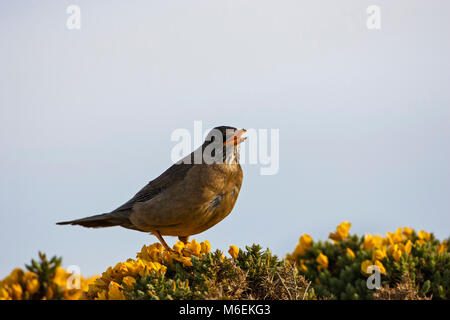 Thrush Turdus falcklandii Austral chant falcklandii Saunders Island Iles Falkland Banque D'Images