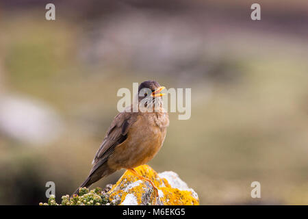 Thrush Turdus falcklandii Austral falcklandii chantant de lichen couverts Saunders Rock Island Iles Falkland Banque D'Images