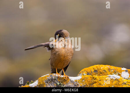 Thrush Turdus falcklandii Austral lissage falcklandii Saunders Island Iles Falkland Banque D'Images