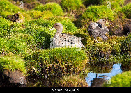 Teal Anas flavirostris mouchetée reposant dans les plus sombres des îles Falkland Island Banque D'Images