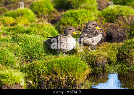 Teal Anas flavirostris mouchetée reposant dans les plus sombres des îles Falkland Island Banque D'Images