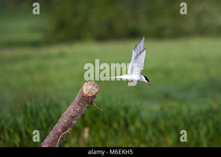 La Sterne pierregarin Sterna hirundo décollant de succursale au bord de la rivière Avon Hampshire Hampshire England UK Écoutilles Ringwood Banque D'Images