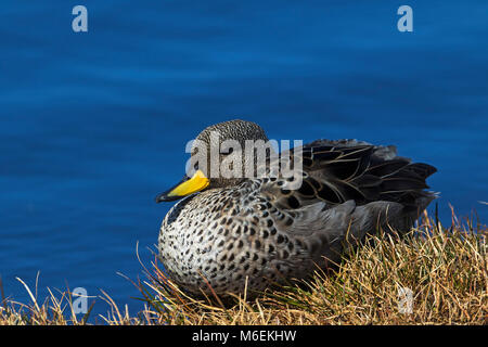 Teal Anas flavirostris mouchetée reposant sur l'île de Sea Lion banque herbeux Îles Falkland Novembre 2015 Banque D'Images