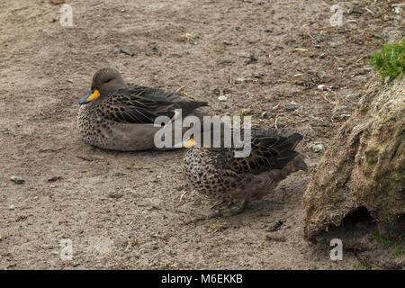 Teal Anas flavirostris mouchetée deux reposant sur une rive sablonneuse Sealion Island Îles Malouines territoire britannique d'outre-mer en décembre 2016 Banque D'Images