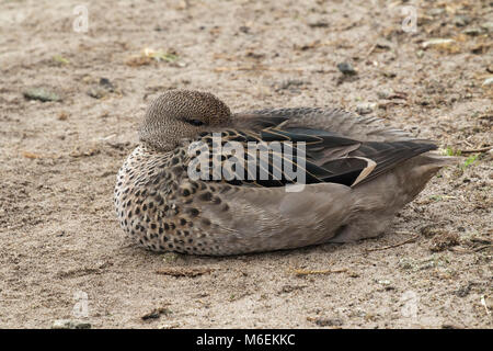 Teal Anas flavirostris mouchetée endormi sur une plage de sable de l'Île Sealion Malouines territoire britannique d'outre-mer en décembre 2016 Banque D'Images