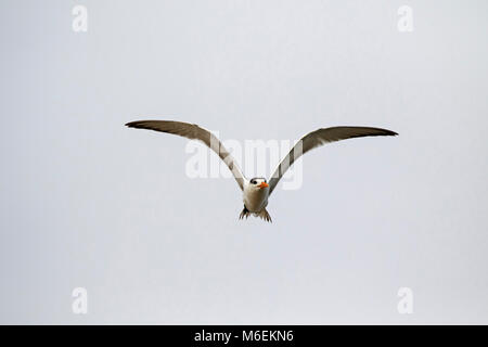 La Sterne pierregarin Sterna maxima en vol au dessus de l'estuaire, le curseur passe, Bolivar Peninsula, Texas, USA, Décembre 2017 Banque D'Images