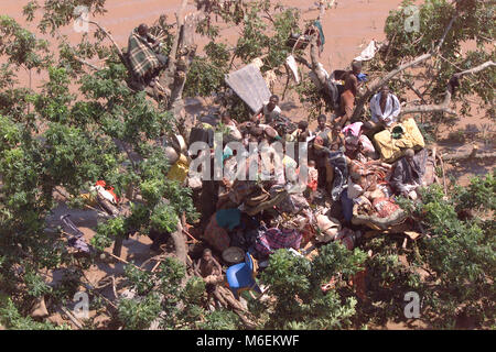 Inondations au Mozambique, mars 2000 ; un hélicoptère de l'Armée de l'air sud-africaine resucues les gens qui ont grimpé un arbre et l'attente jours pour le sauvetage, Chibuto, province de Gaza. Banque D'Images