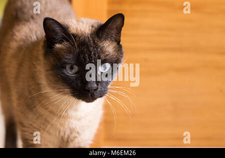 Chat Siamois intérieur vivant Felis silvestris F. catus Banque D'Images