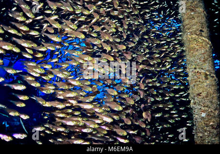 Un haut-fond de balayeuses sombre (Pempheris adjusta : chaque individu 5 cms.). Congrégations de cette espèce sont très souvent rencontrés pendant la journée dans des grottes et d'autres endroits abrités dans les récifs coralliens. La nuit, ils se dispersent sur le récif afin de manger du zooplancton. Dans ce cas, ils ont trouvé un foyer pendant les heures de clarté à l'intérieur de l'épave d'une coque en aluminium de 25 mètres yacht, qui est dit avoir a heurté le récif et coulé dans les années 50. Je me suis joint à eux à l'intérieur de l'épave ; la chaîne du mât embellie dans la cabine principale est visible dans l'image. Photographié dans la mer Rouge Egyptienne. Banque D'Images