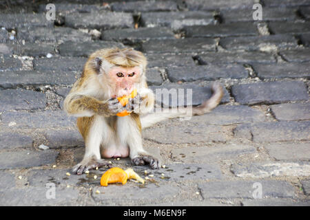 Toque macaque (Macaca sinica) manger avidement une orange sur le trottoir en face de temples de Dambulla au Sri Lanka Banque D'Images