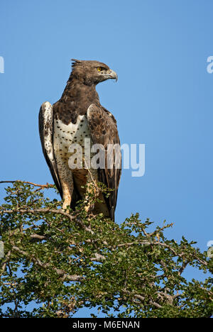 Aigle Martial Polemaetus bellicosus -, grand aigle coloré du Kenya, Taita Hills réserver. Banque D'Images