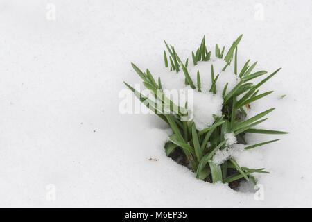 Bluebell couvertes de neige [Hyacinthoides non-scriptus] feuilles durant 2018 bête de l'est le vortex polaire neige qui ont causé des problèmes. Banque D'Images