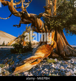 Bristlecone Pine, Pinus longaeva, Montagne Blanche, Inyo National Forest, l'Est de la Sierra, en Californie Banque D'Images